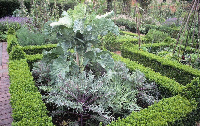 城市里的“菜园”——可食地景