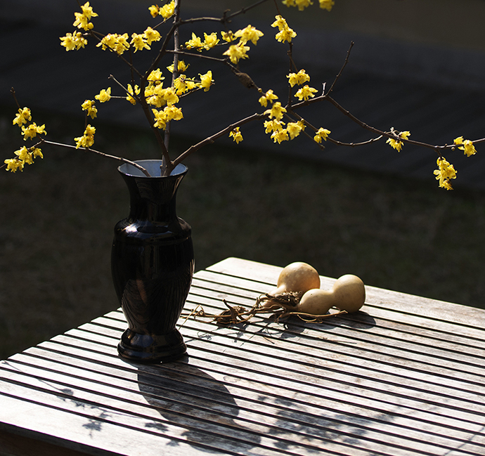 【庭院植物】蜡梅中最名贵品种——素心蜡梅