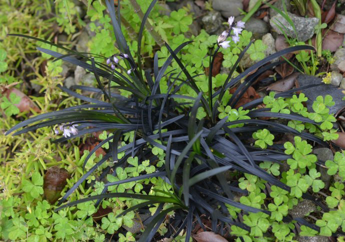 【暗黑势力】盘点那些神秘奇异的黑色植物