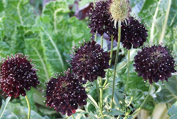 【暗黑势力】盘点那些神秘奇异的黑色植物