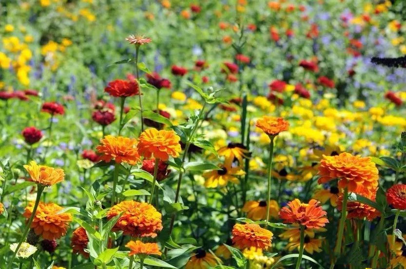 庭院花园设计冬季花卉养殖要注意这几方面