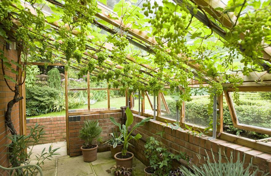 庭院花园设计葡萄架该怎么设计搭建