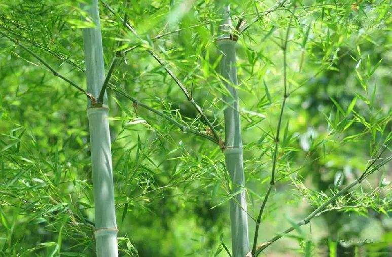 私家花园庭院设计中竹子该种在哪里怎么选品种