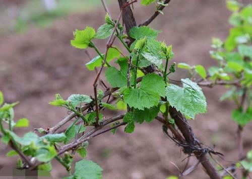 成都绿之艺园林：春季庭院花园葡萄树葡萄架怎么打理修剪