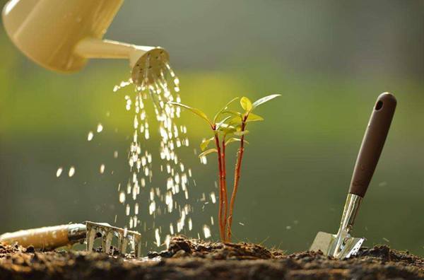 夏季给别墅花园植物浇水的正确方法和技巧
