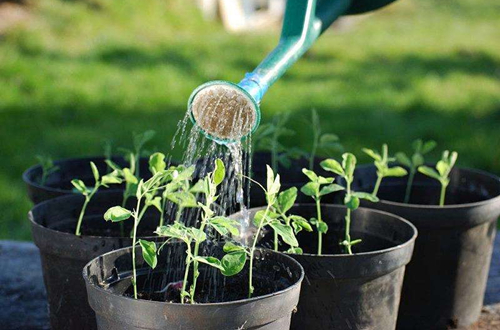 夏季给别墅花园植物浇水的正确方法和技巧